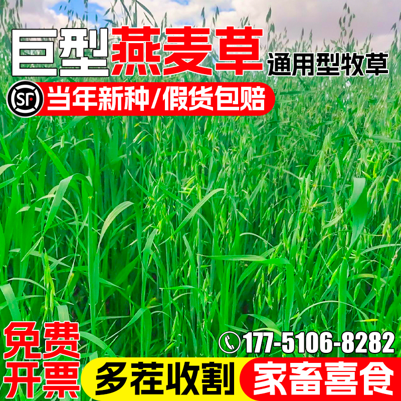 燕麦草籽高产型牧草种籽畜牧种子