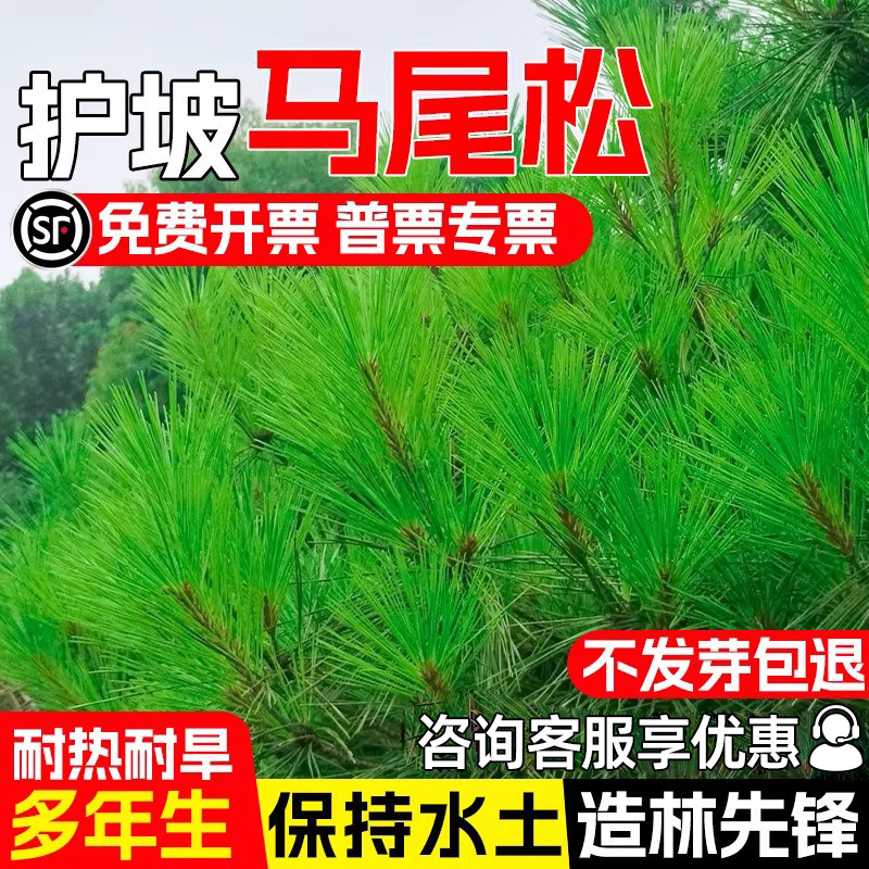 马尾松种子新采松树种籽马尾松籽小树苗松仁灌木种子高大松树种子