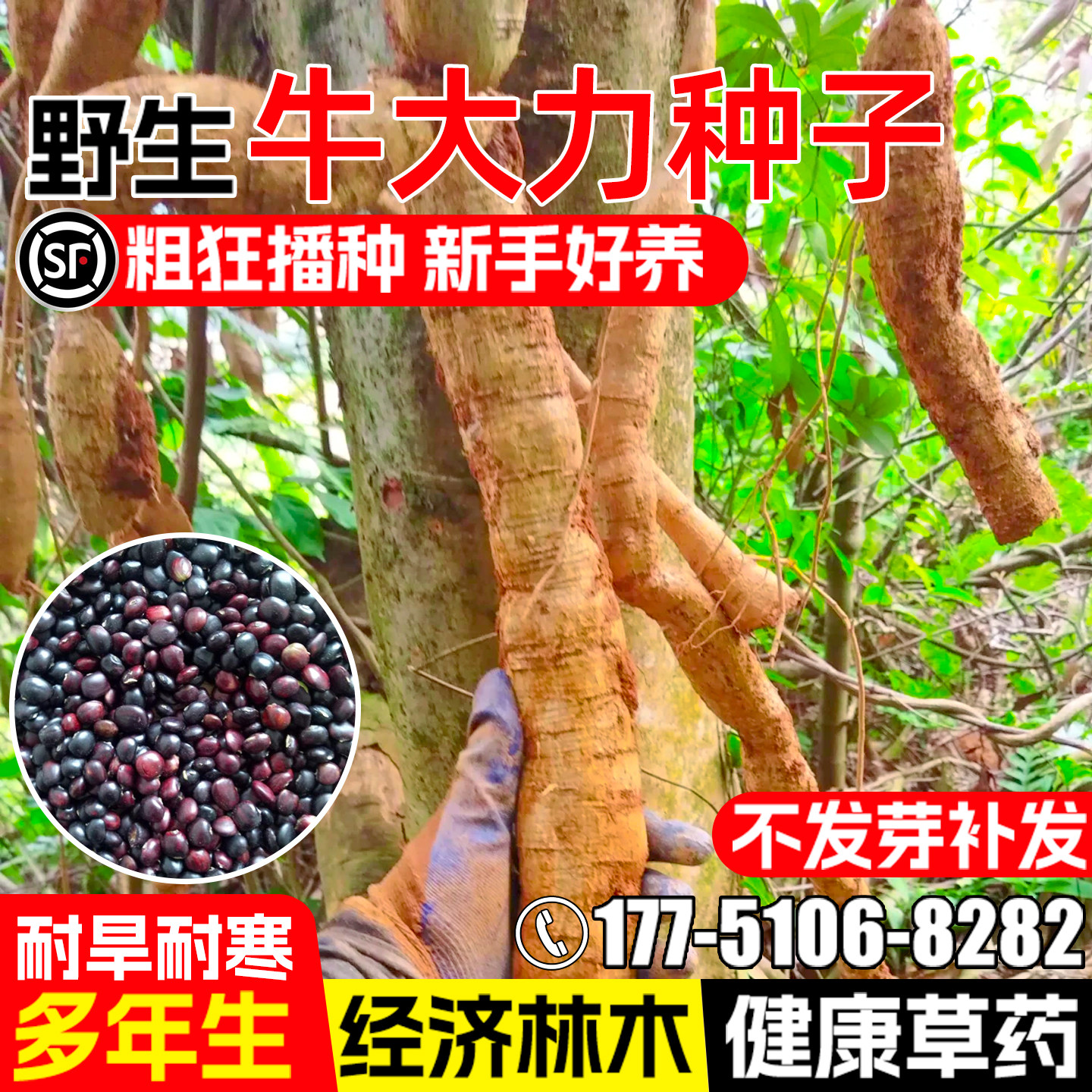 牛大力种子耐寒耐旱野生中药材金钟根药食两用多年生猪脚笠中草药