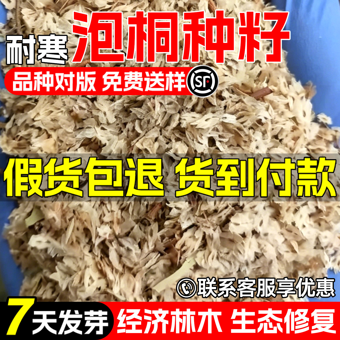 泡桐种子白花泡桐空桐木绿化观赏图片