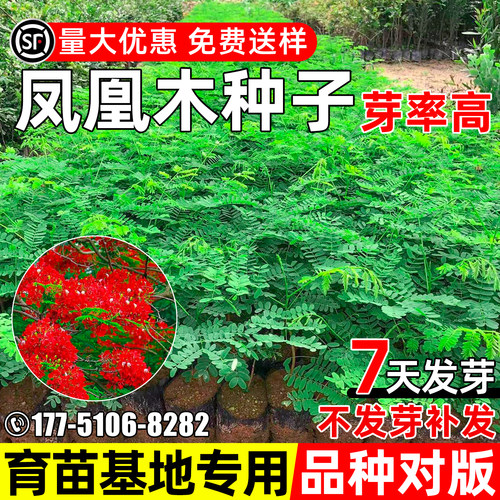 凤凰木树种子景观绿化工程行道树