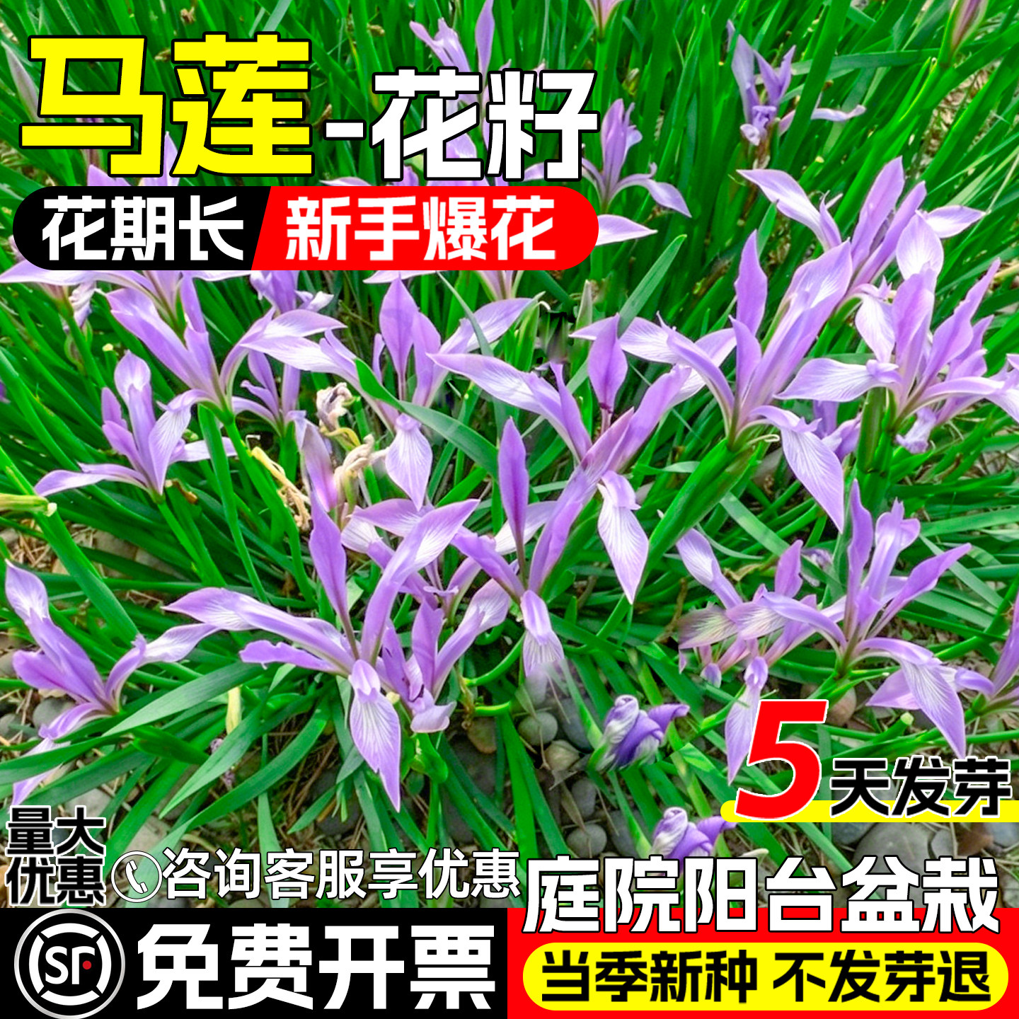 马莲花马蔺马兰花籽观赏美化阳台
