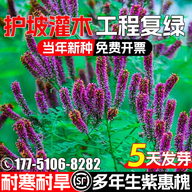 脱壳紫穗槐种籽护坡固土灌木种子多年生绿化工程复绿耐寒耐旱草籽