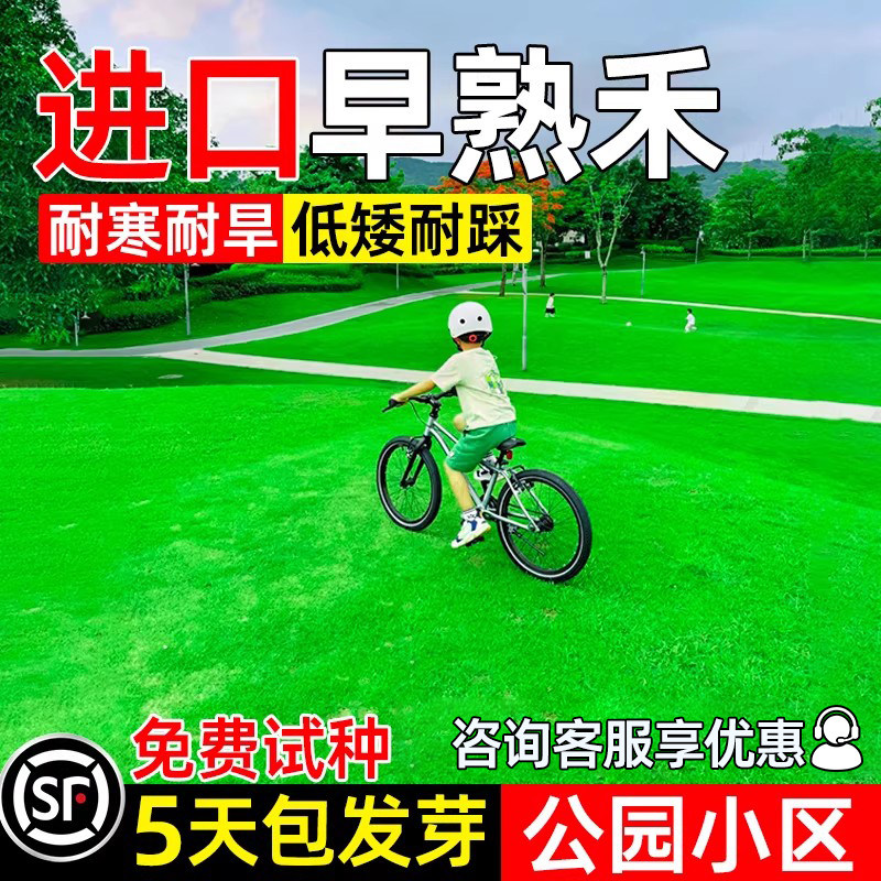 早熟禾草籽四季常青耐践踏草种子图片