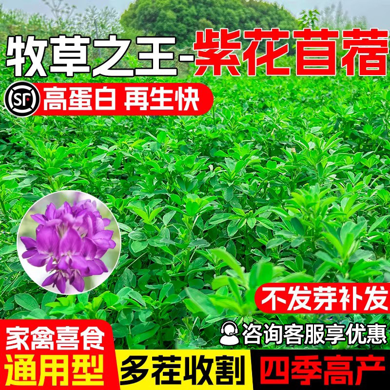 紫花苜蓿种籽高蛋白草籽猪牛羊兔鸡鸭鹅鱼多年生四季高产牧草种子