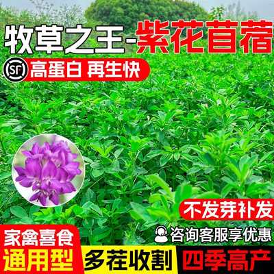紫花苜蓿种籽多年生四季高产牧草