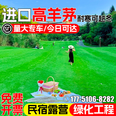 高羊茅草籽四季常青耐寒耐旱种子