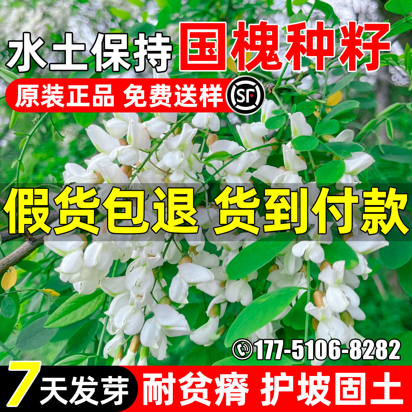 国槐种子护坡固土水土保持绿化