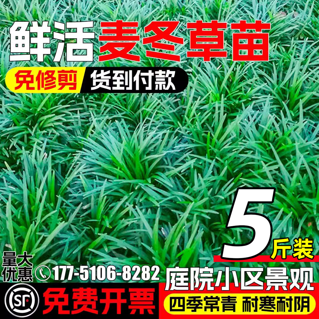 麦冬草庭院草坪地被植物耐寒耐旱