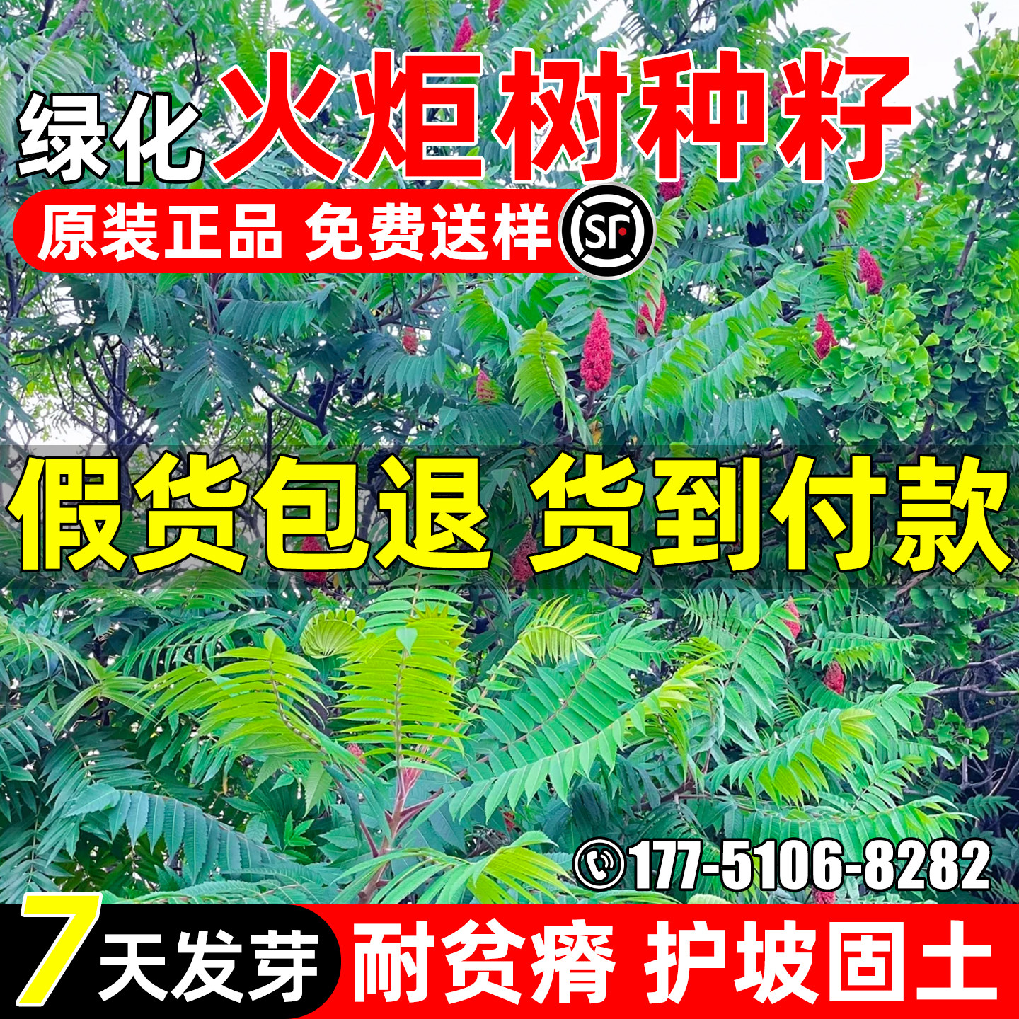 火炬树加拿大盐肤木鹿角漆火炬漆