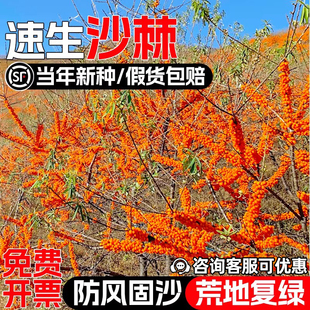 大果沙棘种子速生灌木草籽护坡固土防风固沙荒地复绿边坡绿化种籽