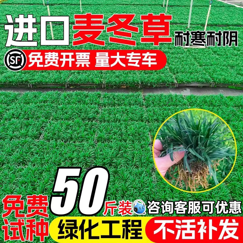 麦冬草苗别墅庭院草坪植物耐践踏