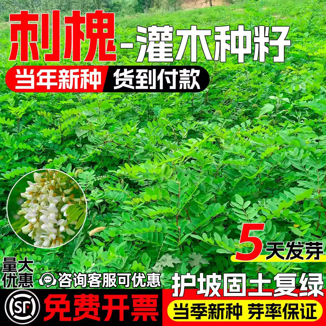 刺槐种籽灌木草籽护坡复绿草种子