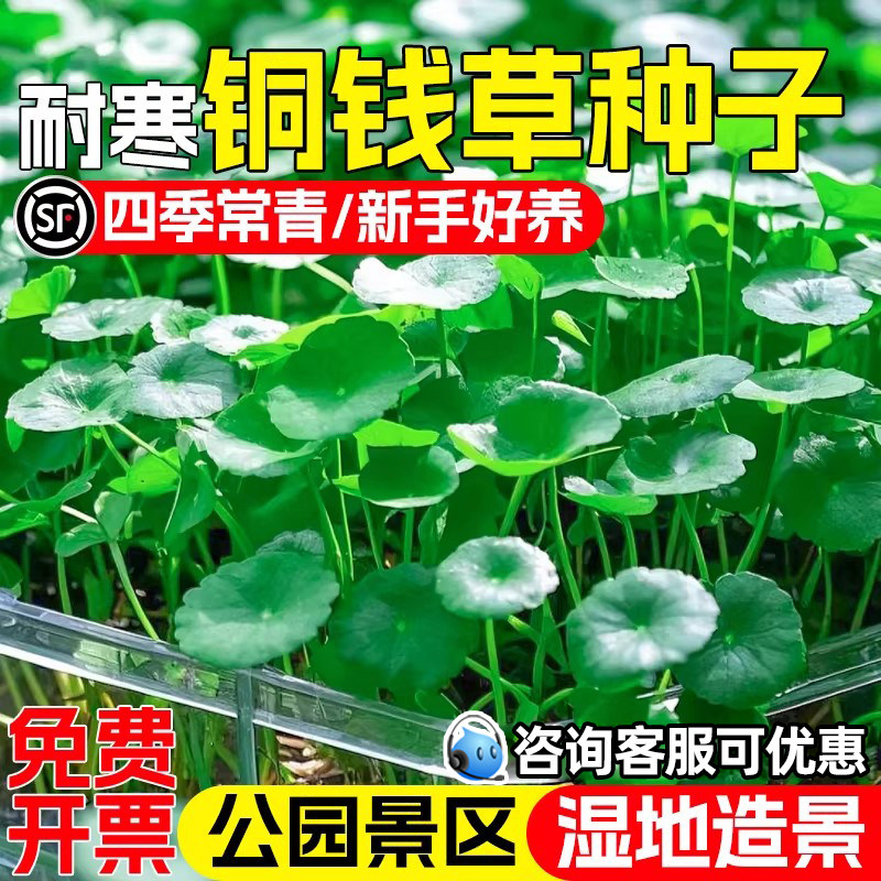 铜钱草种子公园景区池塘绿化水草