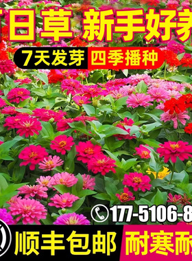 重瓣百日草花种子七彩野花组合波斯菊花籽四季播种庭院阳台花种籽