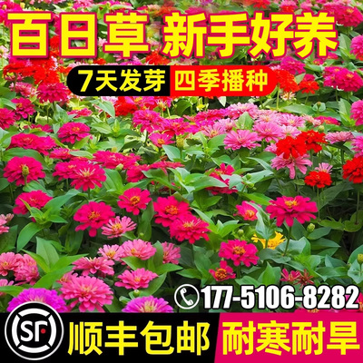 百日草花籽四季播种野花组合种子