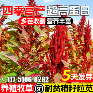 美国籽粒苋种子优质高蛋白牧草种籽千穗谷鸡鸭鹅家禽喜食四季高产