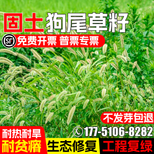 狗尾草草籽耐寒耐旱耐贫瘠生态修复护坡固土工程复绿多年生草种子