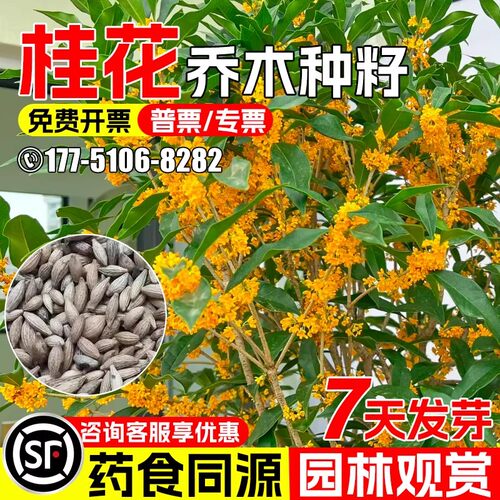 桂花园林观赏药食同源景点设计