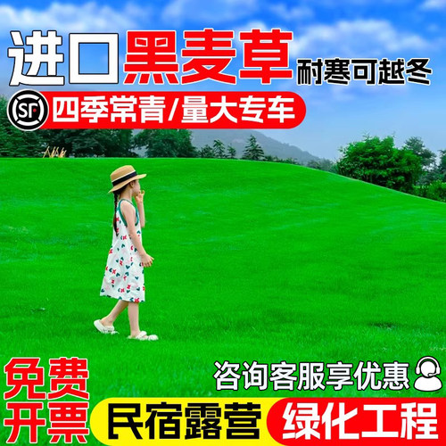 黑麦草种籽四季常青多年生草种子