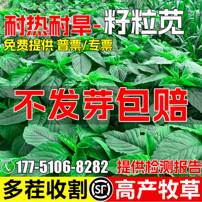 美国籽粒苋种子优质高蛋白牧草种