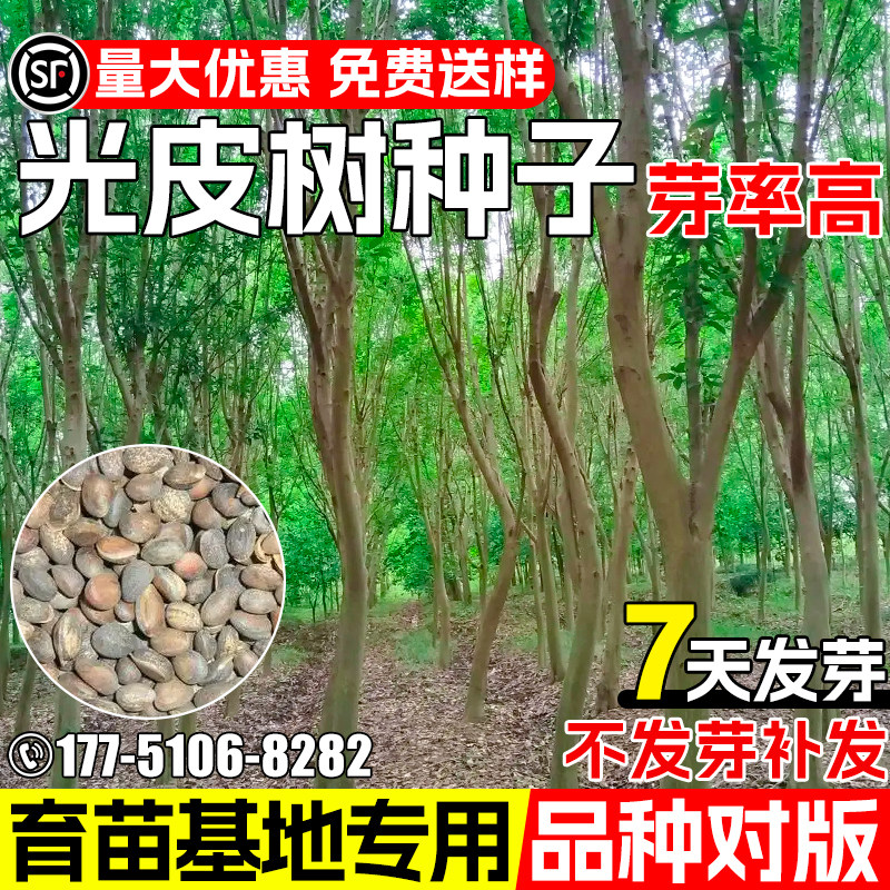 光皮树种子基地育苗嫁接光皮梾木树行道树园林绿化观赏乔木树种籽