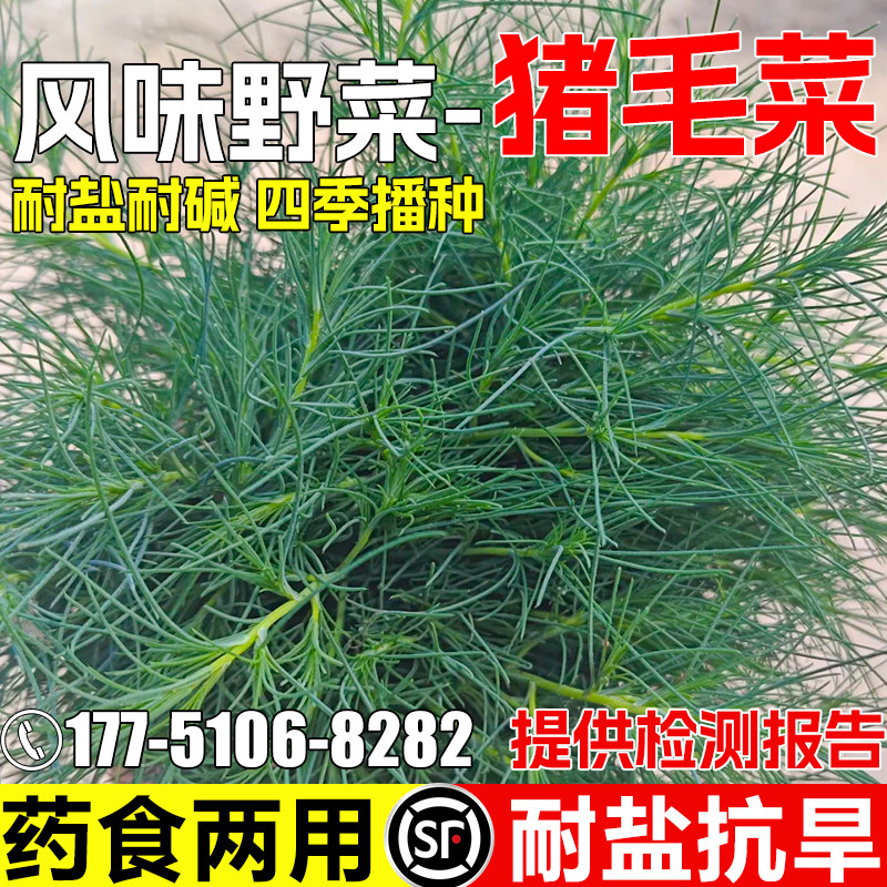 猪毛菜种子耐旱耐盐碱多年生野菜猴子毛三叉明棵药食两用灌木种籽