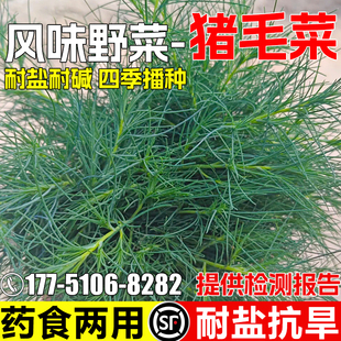 猪毛菜种子耐旱耐盐碱多年生野菜猴子毛三叉明棵药食两用灌木种籽