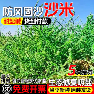 沙米种子多年生荒漠植被绿化草籽生态修复耐贫瘠防风固土沙蓬种籽