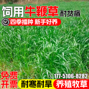 牛鞭草种子耐旱耐贫瘠多年生牧草种籽畜牧养殖多茬收割高蛋白草籽