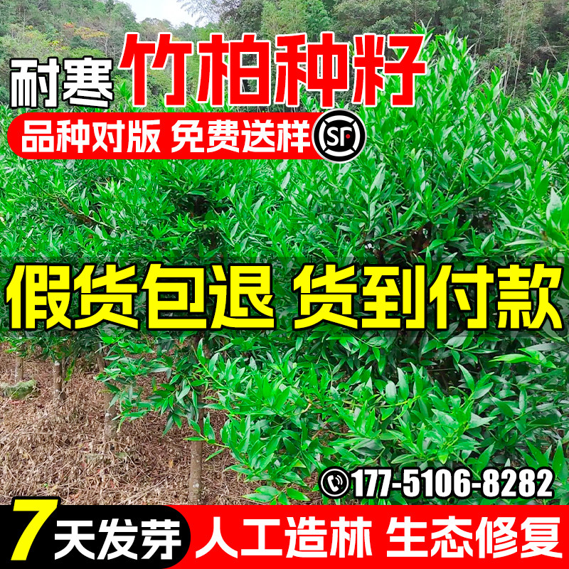 竹柏种子大叶竹柏罗汉柴常绿乔木