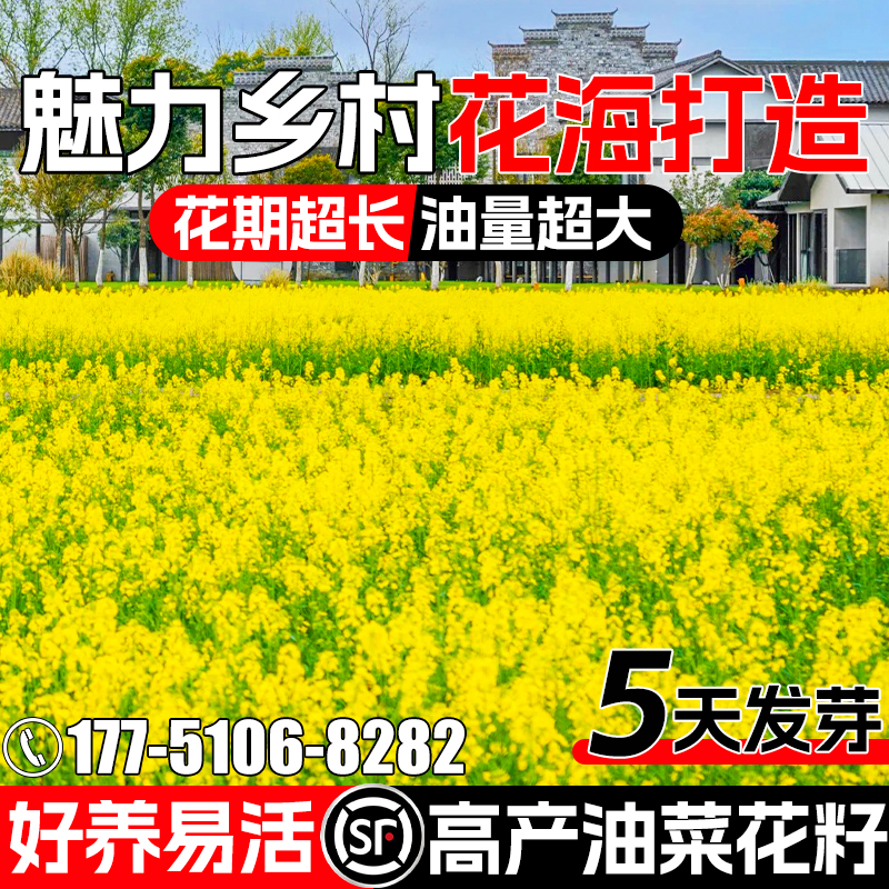 油菜花种籽子观赏油菜籽秋播景观花海乡村道路四季种植可榨油种孑