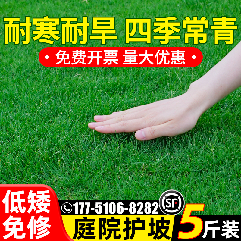 草坪草籽四季常青护坡固土狗牙根