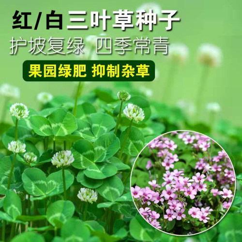 白三叶草籽春秋四季常青护坡种子