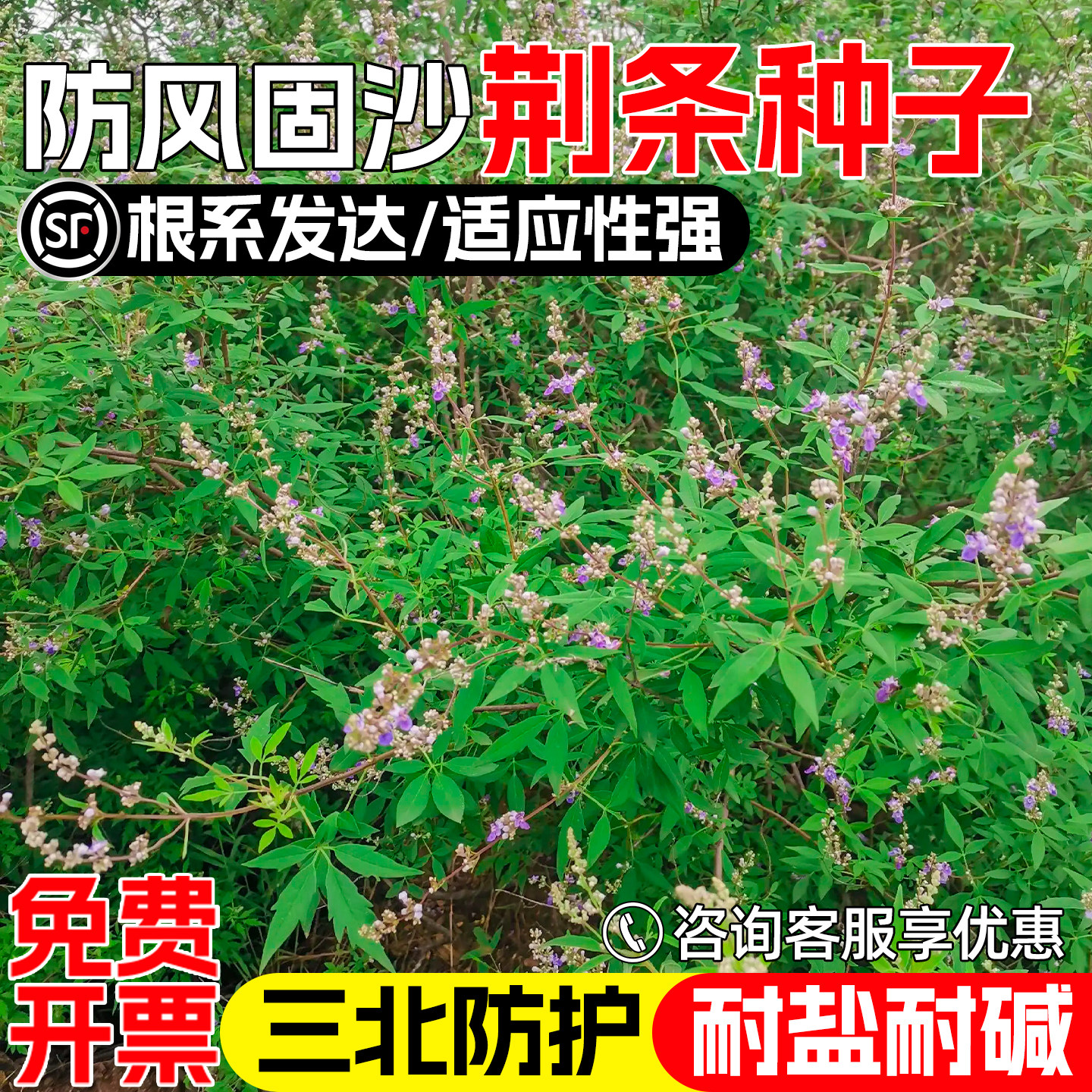 荆条种子护坡固土边坡工程绿化