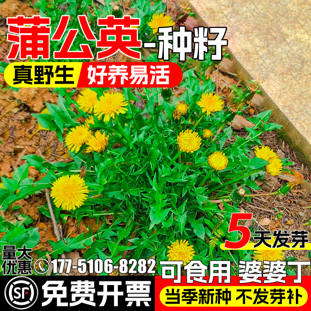 蒲公英种籽婆婆丁药用食用菜种子