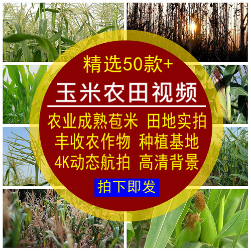 玉米农田视频素材农业成熟苞米田地里丰收农作物种植基地高清实拍