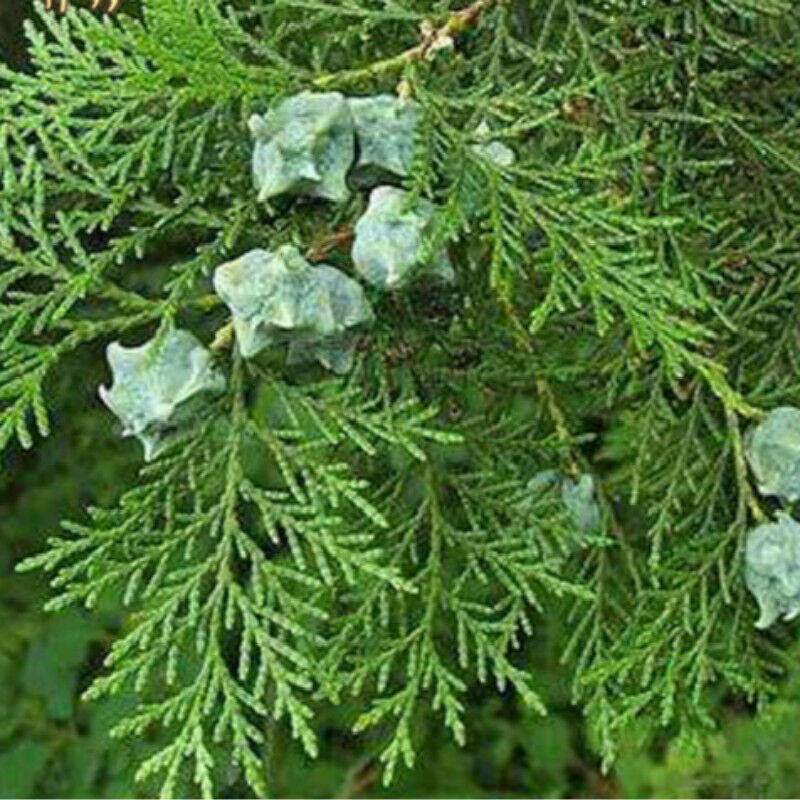 柏树枝新鲜侧柏叶侧柏枝柏叶柏树叶扁柏叶测柏叶z5测柏叶z5