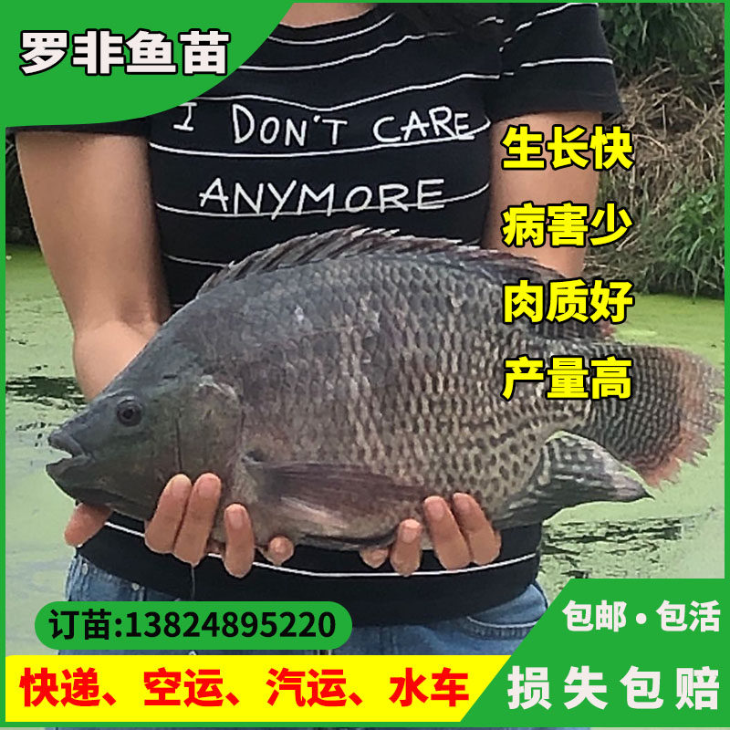 雄性罗非鱼苗无病害快大福寿鱼鱼苗非洲鲫淡水养殖水产活体饲料鱼图片