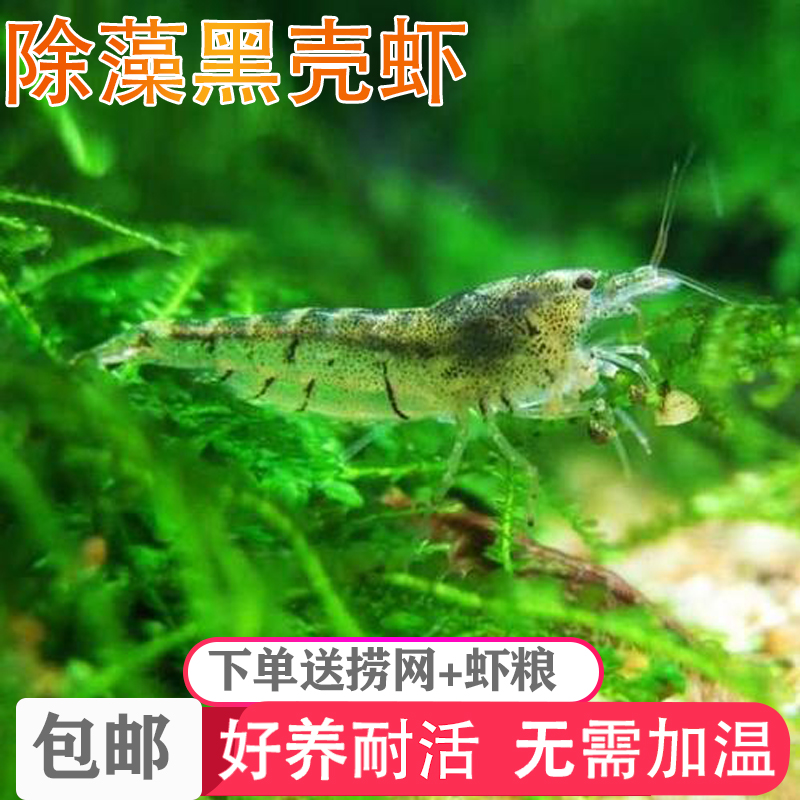 黑壳虾除藻鱼缸草虾观赏虾大号冷水淡水小型河虾苗活体饲料虾粮-封面