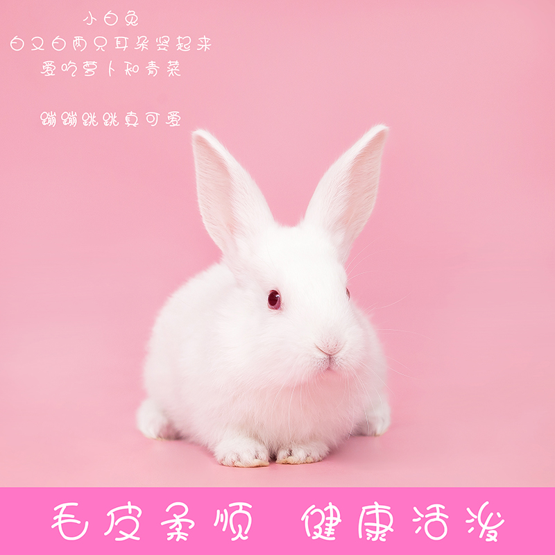 兔子活物宠物比利时小白兔