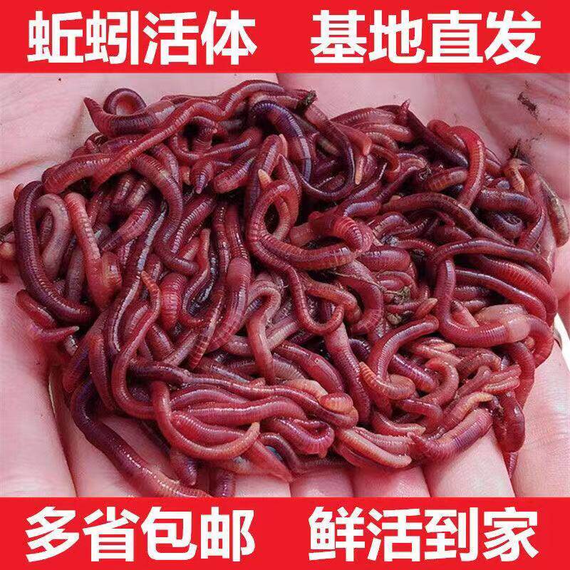 蚯蚓活体 野钓 大号秋引特大 大红丘引 钓鱼用邱引活邱蚓鲜活