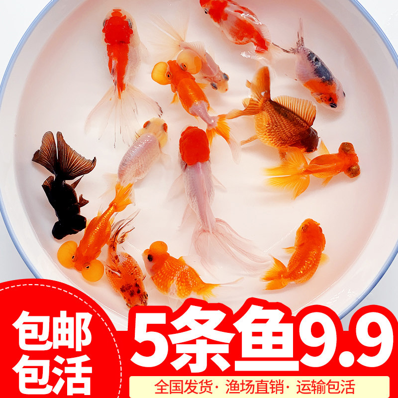 金鱼活鱼冷水淡水观赏鱼新手狮子头小金鱼兰寿碟尾鱼好养耐活鱼苗