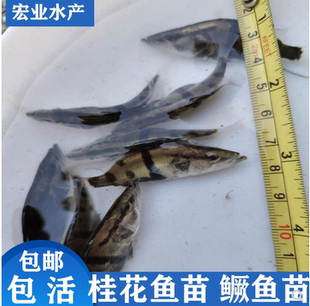 桂花鱼苗活体鳜鱼苗大眼桂鱼苗水花苗苗淡水养殖包邮优质斑桂鱼