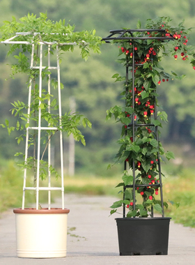 新款月季铁线莲攀藤蔷薇花架园艺户外伞形玫瑰爬藤架绿植支架14mm