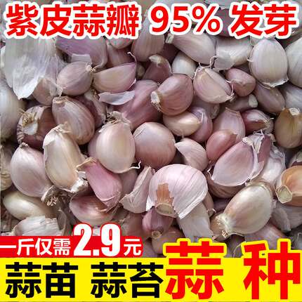 大蒜种子种籽长蒜苔头蒜种蒜苗红皮本地紫皮干蒜10斤农家蒜米种子