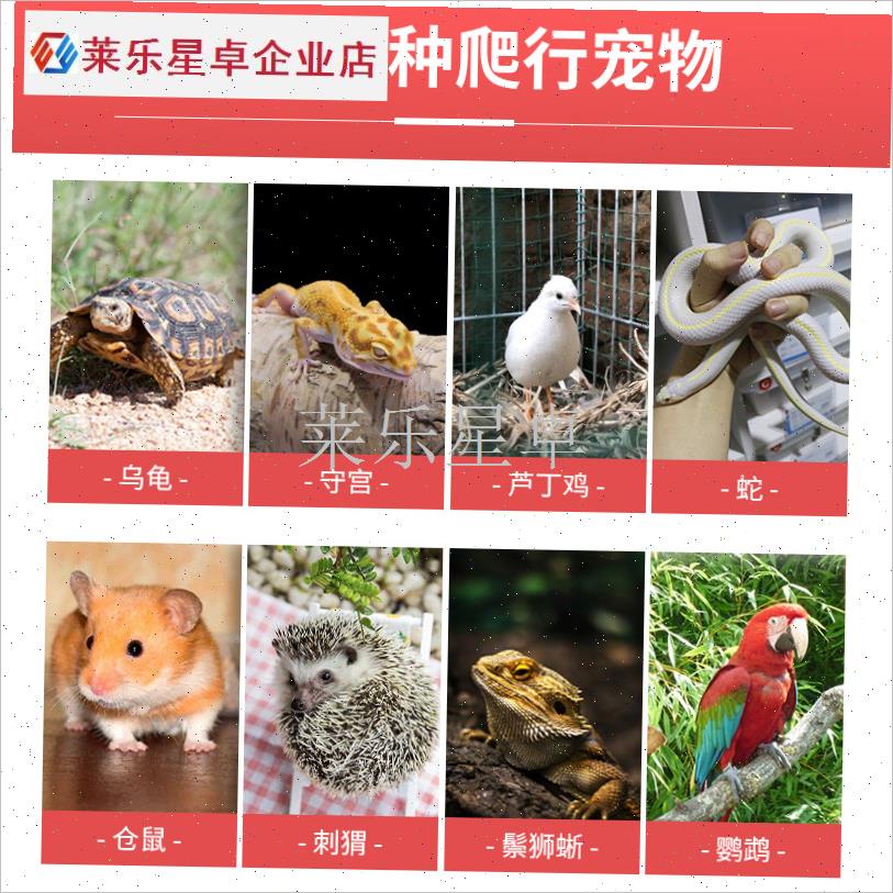 PVC爬宠鬃狮蜥芦丁鸡饲养箱保温恒温加热智能暖蓝舌Z蜴蛇乌龟异.