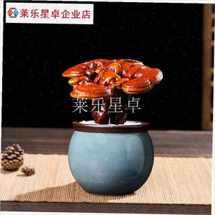 灵芝盆景活体赤灵芝盆栽w办公室食用天然小盆栽室内植物送礼.