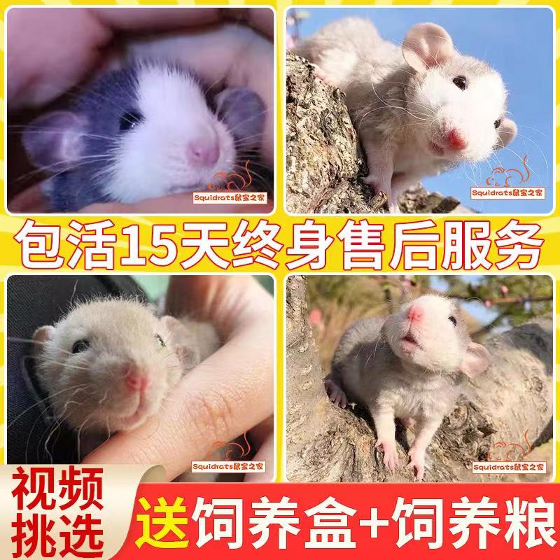 花枝鼠活体宿舍宠物小型动物网红萌宠宝宝活物家养亲人空运包邮