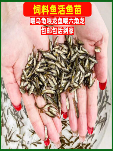 饲料鱼活鱼饲料鱼苗鱼食小鲫鱼小鱼食蚊鱼龟粮泥鳅苗喂鱼苗喂乌龟